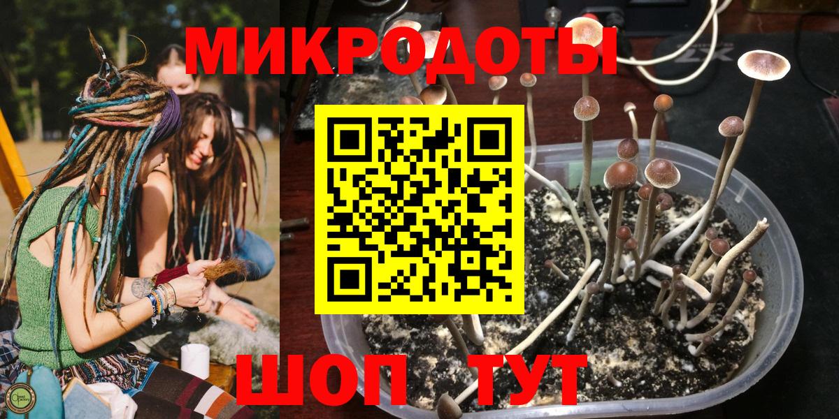 Псилоцибиновые грибы Psilocybine cubensis Кировск